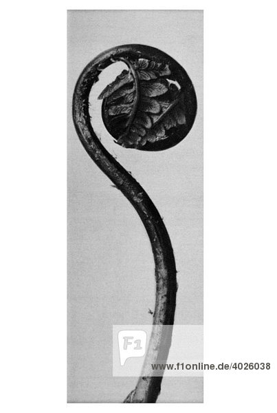 Historische Aufnahme  Tüpfelfarn (Polypodiaceae)  Karl Blossfeldt  Urformen der Kunst