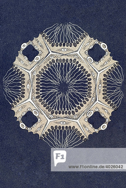 Historische Illustration  Tafel 5  Titel Calcispongiae  Kalkschwämme  Name Ascandra  R3/1 Sycarium elegans  Ernst Haeckel  Kunstformen der Natur