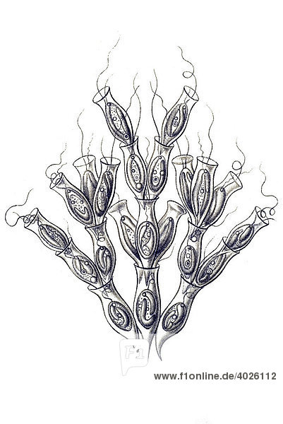 Historische Illustration  Tafel 13  Titel Flagellata  Geißlinge  Geißeltierchen  Name Dinobryon  9/ Dinobryon sertularia  Ernst Haeckel  Kunstformen der Natur