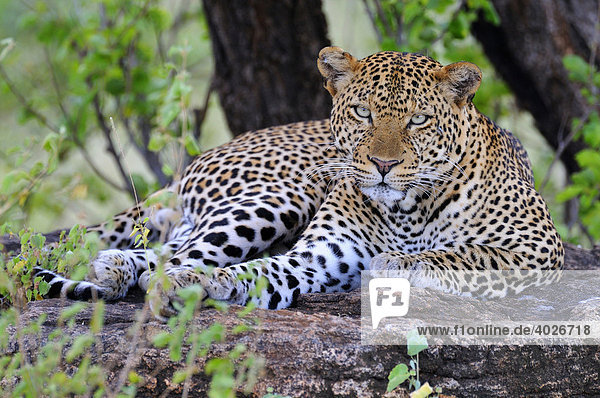 Afrikanischer Leopard (Panthera pardus pardus)  ruhend auf Steinblock  Samburu National Reserve  Kenia  Ostafrika  Kenia