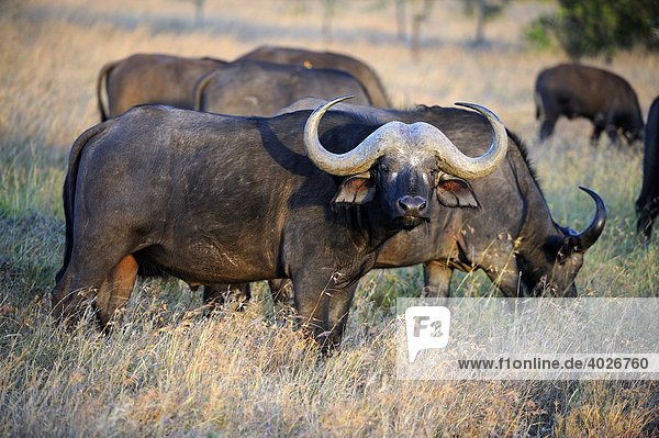 Afrikanische Büffel (Syncerus caffer)  Herde im ersten Licht  Sweetwater Game Reserve  Kenia  Ostafrika  Afrika