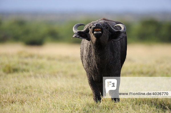 Afrikanischer Büffel (Syncerus caffer)  Jungbulle flehmend  Sweetwater Game Reserve  Kenia  Ostafrika  Afrika