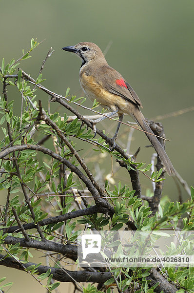 Buschwürger (Rhodophoneus cruentus)  Samburu National Reserve  Kenia  Ostafrika  Afrika