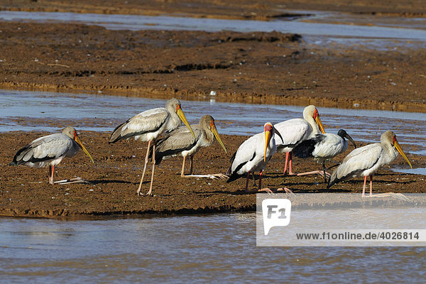 Nimmersatt (Mycteria ibis)  Gruppe ruht auf einer Sandbank  Samburu National Reserve  Kenia  Ostafrika  Afrika