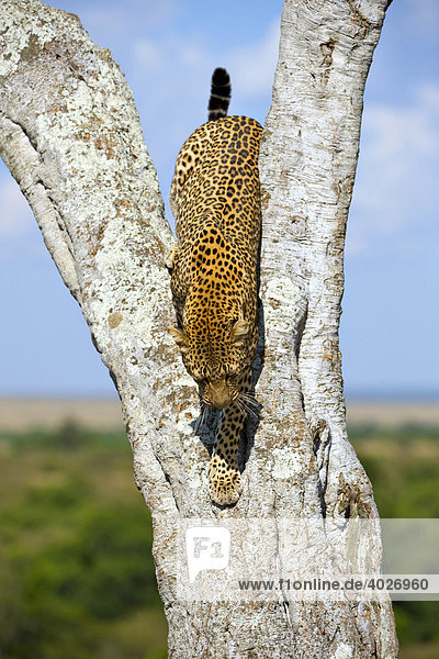 Leopard (Panthera pardus)  Masai Mara  Nationalpark  Kenia  Ostafrika  Afrika