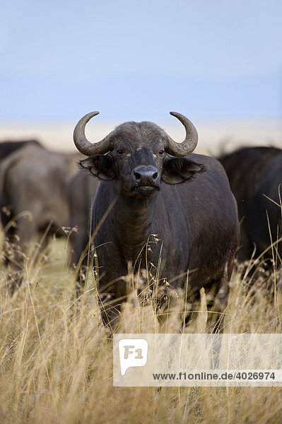 Afrikanischer Büffel oder Kaffernbüffel (Syncerus caffer)  Masai Mara  Nationalpark  Kenia  Ostafrika  Afrika