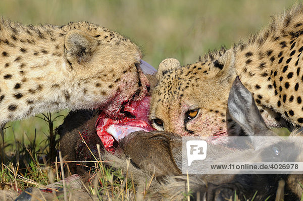 Gepard (Acinonyx jubatus) Geparde mit Beute Weißbartgnu (Connochaetes taurinus albojubatos) Jungtier Masai Mara Nationalpark Kenia Ostafrika Afrika