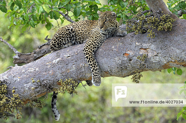 Leopard (Panthera pardus)  ruht auf einem Feigenbaumast  Masai Mara  Nationalpark  Kenia  Ostafrika  Afrika
