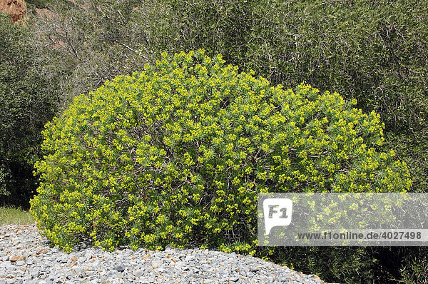 Baumartige Wolfsmilch  Baum-Wolfsmilch (Euphorbia dendroides)  Provence  Südfrankreich  Frankreich  Europa
