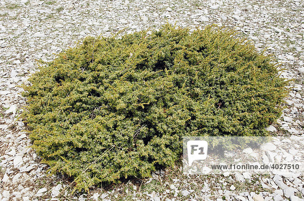 Stech-Wacholder  Stechwacholder  Mittelmeerwacholder (Juniperus oxycedrus)  Provence  Südfrankreich  Europa