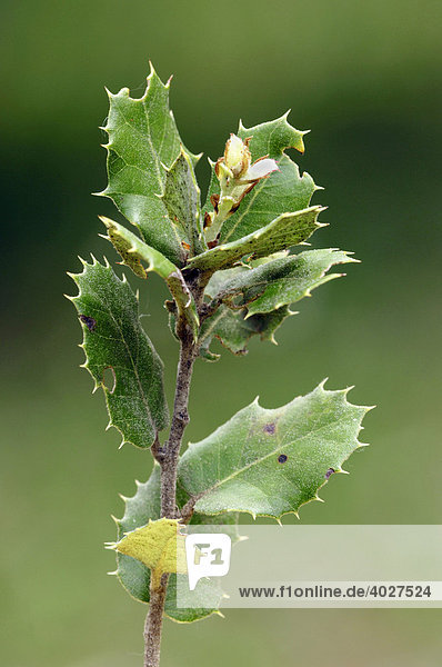 Kermes-Eiche  Stech-Eiche  Kermeseiche (Quercus coccifera)  Provence  Südfrankreich  Europa
