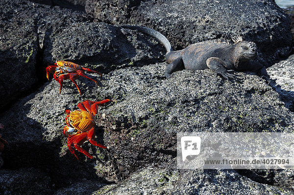 Rote Klippenkrabben (Grapsus grapsus) und Meerechse (Amblyrhynchus cristatus)  Galápagos-Inseln  Ecuador  Südamerika