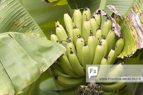 Banana plant  Venezuela  South America