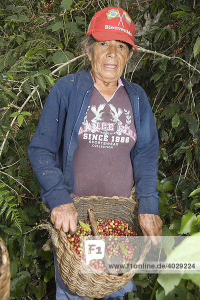 Kaffee-Ernte auf der Plantage der Hacienda El Carmen  Jaji  Anden  Venezuela  Südamerika