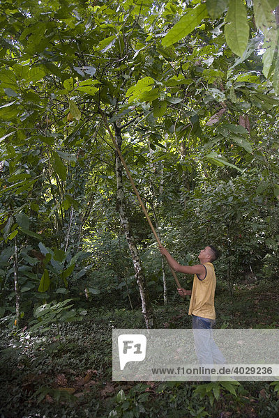 Man harvesting cocoa fruit on cocoa plantation  Hacienda Bukare  cocoa cultivation and processing  Chacaracual  Rio Caribe  Sucre  Venezuela  South America