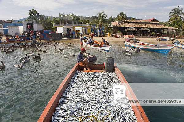 Fischfang  Boot voller Sardinen  Santa Fe  Karibik  Venezula  Südamerika