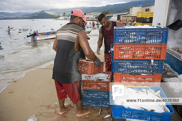 Fischfang  die frisch angelandeten Sardinen werden in Kisten verpackt und gekühlt  Santa Fe  Karibik  Venezula  Südamerika