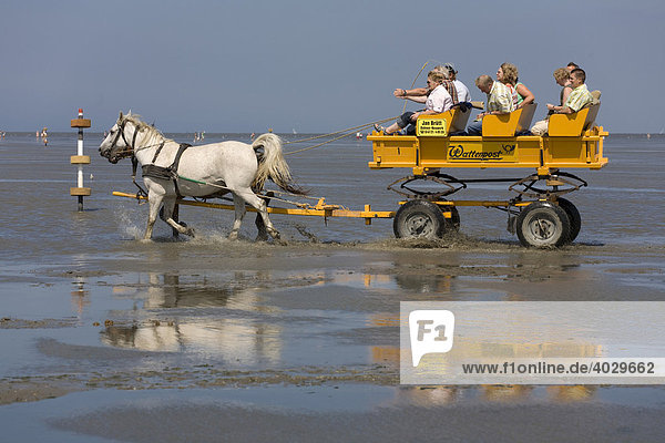 Pferdekutsche fährt Touristen von Cuxhaven-Duhnen durch das Nordseewatt zur Insel Neuwerk  Cuxhaven-Duhnen  Niedersachsen  Norddeutschland  Europa