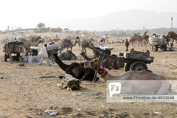 Camels  Pushkar Mela  Pushkar  camel and cattle market  Rajasthan  North India  Asia