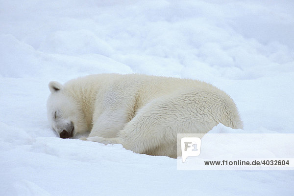 Schlafender Eisbär (Ursus maritimus)  Spitzbergen  Svalbard  Arktischer Ozean