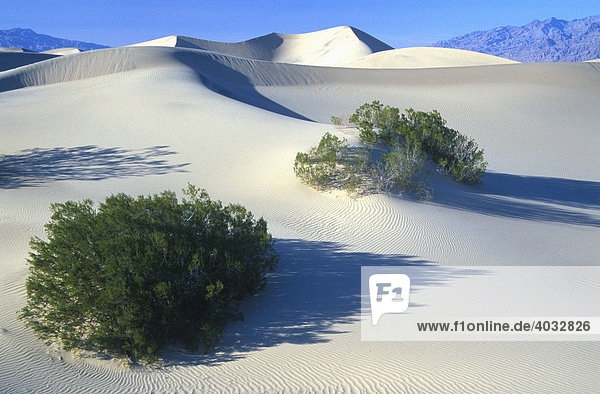 Desert Sand Dunes  Death Valley National Park  USA