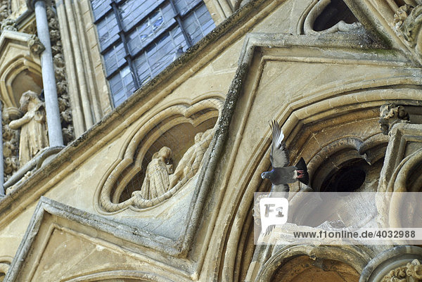 Taube fliegt bei St. Andrew's Cathedral  Gotik  Kathedrale  Wells  Mendip  Somerset  England  Großbritannien  Europa