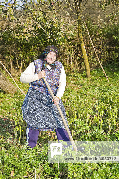 Rumänische Frau mit Kopftuch bei der Gartenarbeit  Bezded  Salaj  Siebenbürgen  Transsilvanien  Rumänien  Europa