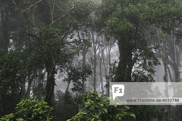 Tropical cloud forest  Miraflor-Moropotente Nature Reserve  Nicaragua  Central America