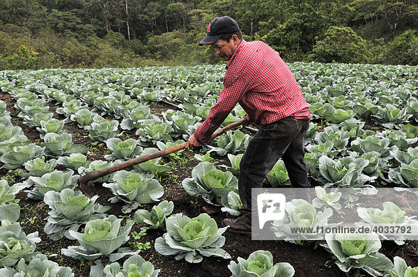 Farmer with hoe in a cabbage field  Miraflor-Moropotente Nature Reserve  Esteli  Nicaragua  Central America