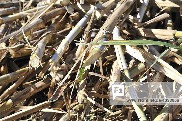 Frisch geerntetes Zuckerrohr für die Produktion von Ethanol und Biodiesel  Montero  Santa Cruz  Bolivien  Südamerika