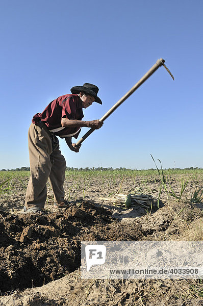 Old man cultivating sugar cane for the production of bio diesel  Montero  Santa Cruz  Bolivia  South America