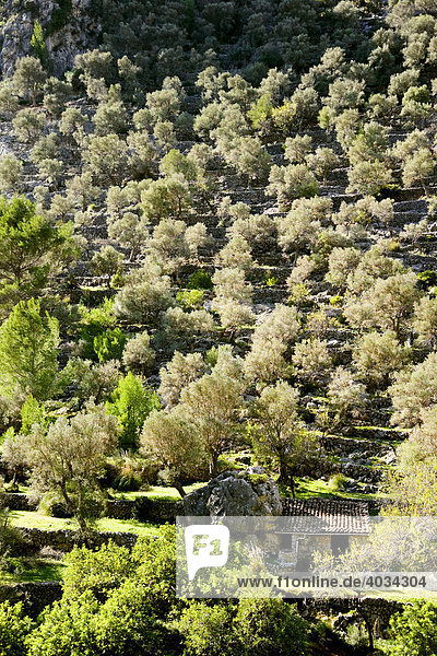 Oliventerrassen bei Caimari  Serra de Tramuntana  Mallorca