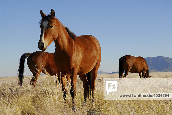 Wildpferde (Equus ferus) in der Weite der Namib-Wüste  Garub  Namibia  Afrika