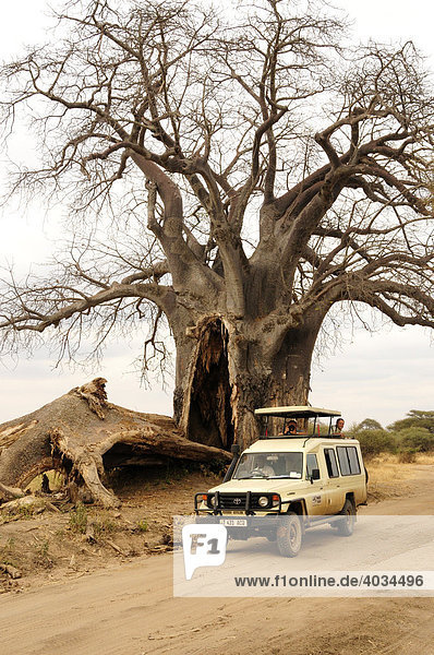 Geländewagen mit Touristen auf Safari unter Baobab-Baum  Affenbrotbaum (Adansonia digitata)  Tarangire-Nationalpark  Tansania  Afrika
