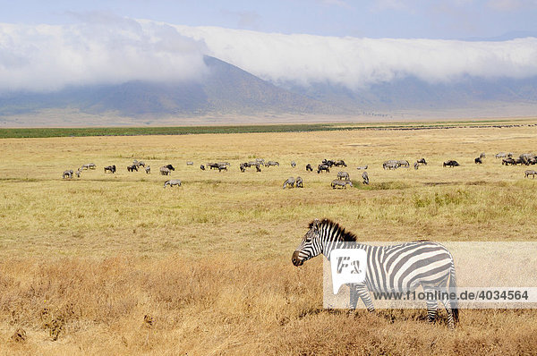 Zebra (Equus quagga) vor dem wolkenverhangenen Rand des Ngorongoro-Kraters  Ngorongoro Conservation Area  Tansania  Afrika