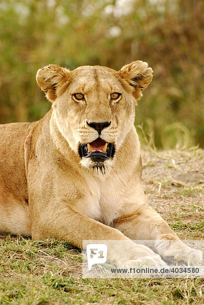 Lioness (Panthera leo) Serengeti National Park Tanzania Africa