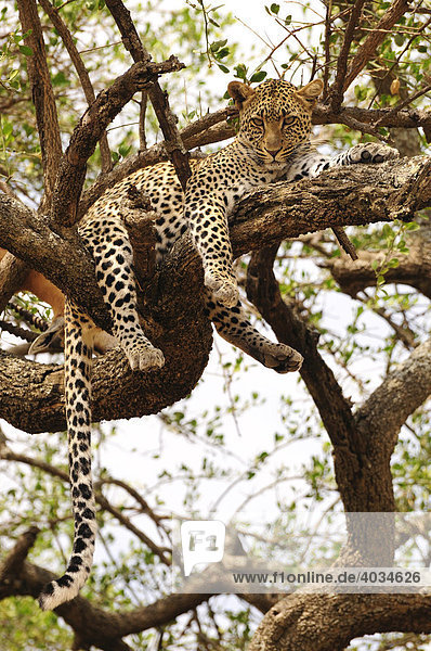 Leopard (Panthera pardus) in einem Baum  bei Seronera  Serengeti National Park  Tansania  Afrika