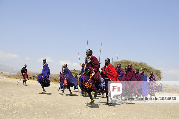 Massai doing a traditional dance in the village of Kiloki  Serengeti  Tanzania  Africa