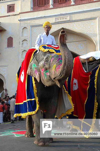 Decorated elephant at the Gangaur Festival in Jaipur  Rajasthan  India  Asia