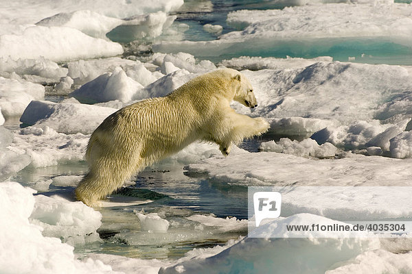 Polar Bear (Ursus maritimus) jumping on floating ice  Davis Strait  Labrador See  Labrador  Canada  North America