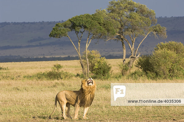 Lion (Panthera leo) taking up the scent of a lioness in the savannah  Masai Mara  Kenya  East Africa