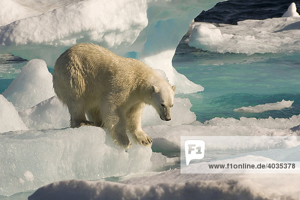 Polar Bear (Ursus maritimus) on floating ice  Davis Strait  Labrador Sea  Labrador  Canada  North America
