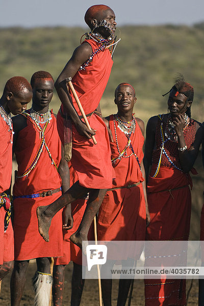 Tribal dance of the Masai warriors  Masai Mara  Kenya  East Africa