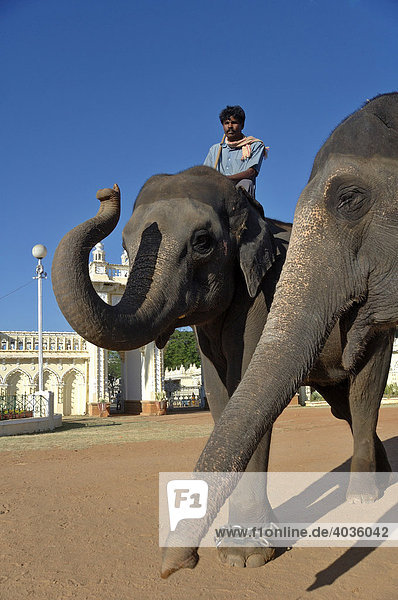 Elephants at the rear exit of Amba Vilas city palace  Mysore  Karnataka  India  South Asia