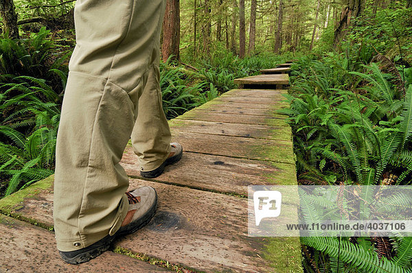 Beine eines Wanderers auf Weg aus Holzbohlen durch den Regenwald zum Sand Point  Olympic Nationalpark  Washington  USA  Nordamerika