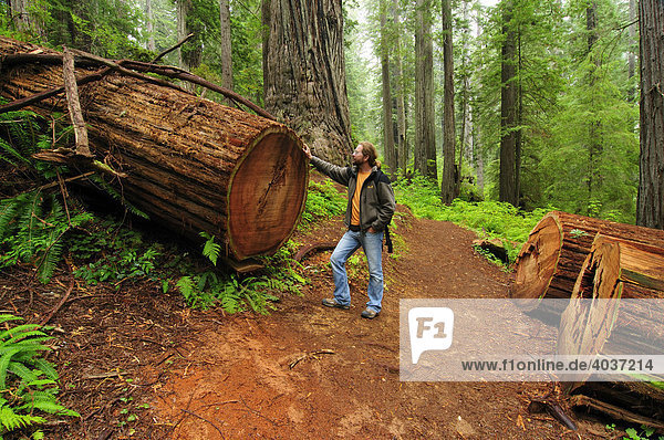 Wanderer vor gefälltem Redwood Baum  Redwood Nationalpark  Kalifornien  USA