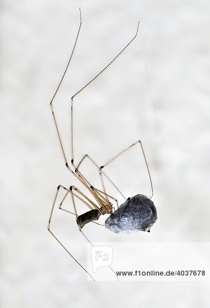 Zitterspinne (Pholcidae) nach dem Einwickeln einer Fliege mit Spinnfäden