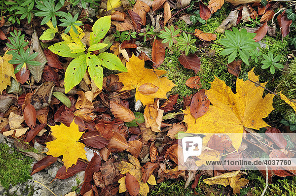 Waldboden und Blätter im Herbst