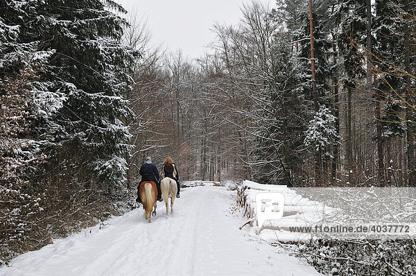 Horseriders on a forest path in Natural Park Schoenbuch  Baden-Wuerttemberg  Germany  Europe