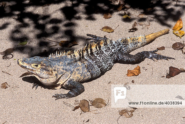 Schwarzer Leguan (Ctenosaura similis)  Männchen  Parque National Manuel Antonio  Costa Rica  Mittelamerika